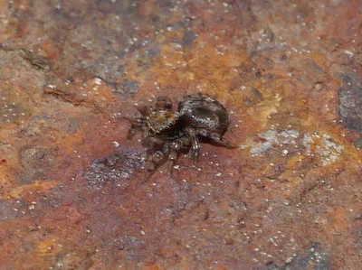 Photo of Flea Jumping Spider (Naphrys pulex) taken at Gordonsburg