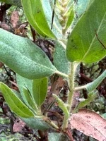 Arctostaphylos columbiana