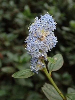 Photo of Ceanothus thyrsiflorus taken at San Pedro Valley County Park