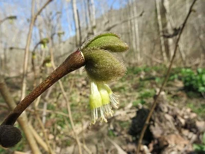 Photo of Wicopy (Dirca palustris) taken at Simpson