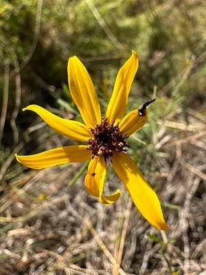 Photo of Coreopsis pulchra taken at Cherokee County