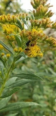 Photo of Pennsylvania Ambush Bug (Phymata pennsylvanica) taken at Ferguson Township Watershed Preserve