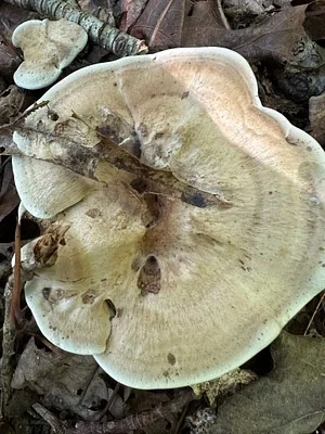 Photo of Velvet Tooth (Hydnellum spongiosipes) taken at High Falls State Park