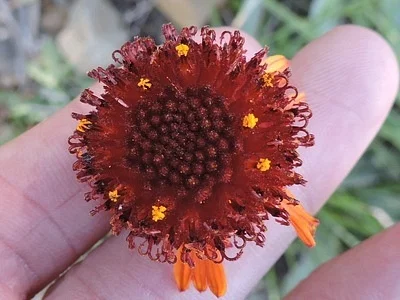 Photo of Gaillardia suavis taken at Robert Lee Airport