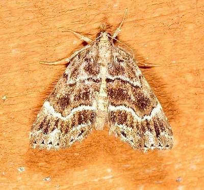Photo of Cutina arcuata taken at Newnans Lake State Forest