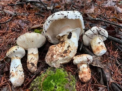 Photo of American Matsutake (Tricholoma magnivelare) taken at Nalley Brown Nature Park