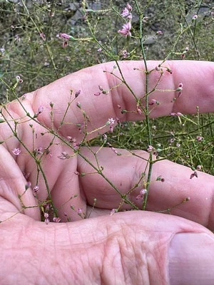 Photo of Eriogonum glandulosum taken at Area 22