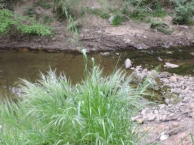 Photo of Oat (Avena sativa) taken at Otter Creek Township
