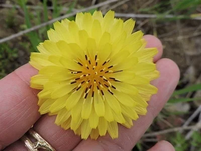 Photo of Texas False Dandelion (Pyrrhopappus pauciflorus) taken at La Vernia