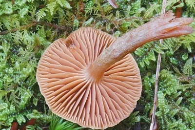 Photo of Cortinarius fulvescens taken at Aqua Terra Wilderness Area