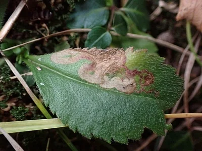Photo of Leaf-Miner Fly (Phytomyza crassiseta) taken at Welsh Mountain Nature Preserve