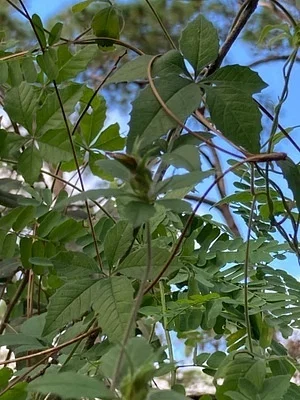 Photo of Distimake cissoides taken at Woodmont Natural Area