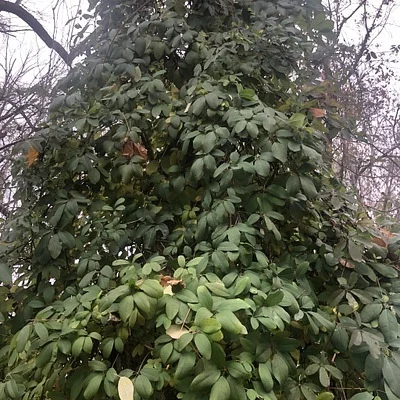 Photo of Fiveleaf (Akebia quinata) taken at Kenealy Nature Park