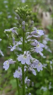 Photo of Lobelia homophylla taken at Lincer Preserve