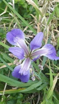 Photo of Iris savannarum taken at Lincer Preserve