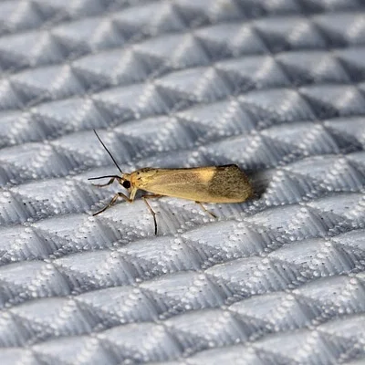 Photo of Lead Colored Lichen Moth (Cisthene plumbea) taken at Elmwood Cemetery