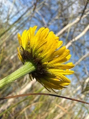 Photo of Helenium pinnatifidum taken at Caracara Prairie Preserve