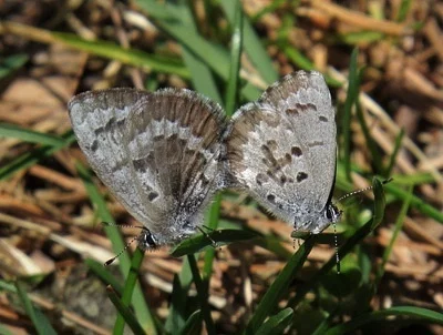 Photo of Spring Azure (Celastrina ladon) taken at Dent County