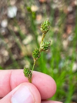 Photo of Fescue Sedge (Carex brevior) taken at Drummond Township