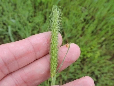 Photo of Little Barley (Hordeum pusillum) taken at Coronado Park (undeveloped)