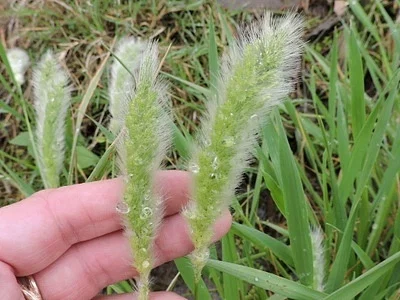 Photo of Annual Rabbitsfoot Grass (Polypogon monspeliensis) taken at Evergreen Cemetery