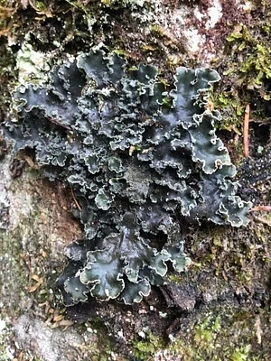 Photo of Tree Pelt Lichen (Peltigera collina) taken at Willamette Mission State Park