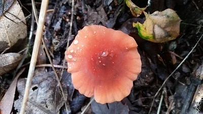 Photo of Marasmius plicatulus taken at Loomis Lake State Park