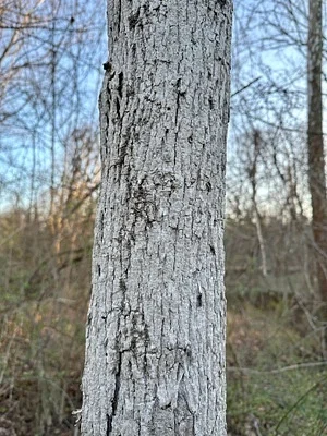 Photo of Emerald Ash Borer (Agrilus planipennis) taken at Warwick County Park