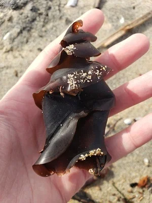 Photo of Heterodontus francisci taken at Farnsworth (offshore) State Marine Conservation Area