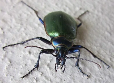 Photo of Fiery Searcher Beetle (Calosoma scrutator) taken at John F. Kennedy Park