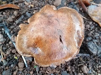 Photo of Cortinarius ohlone taken at Taylor Mountain Regional Park And Open Space Preserve