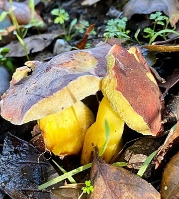 Photo of Xerocomellus dryophilus taken at Nojoqui Falls County Park