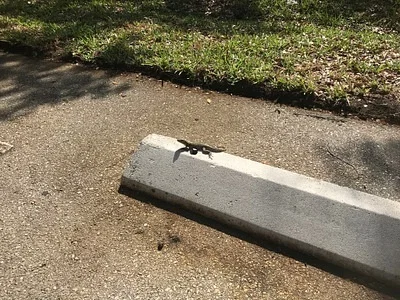 Photo of Northern Curly-Tailed Lizard (Leiocephalus carinatus) taken at Pompano Beach
