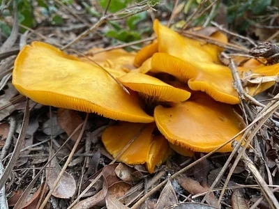 Photo of Omphalotus subilludens taken at Lake Proctor Wilderness Area