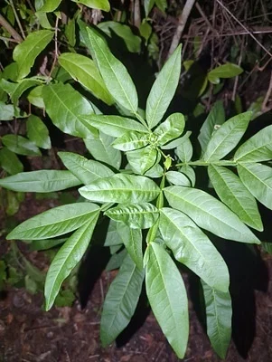 Photo of Sapindus saponaria taken at Crystal River Archaeological State Park