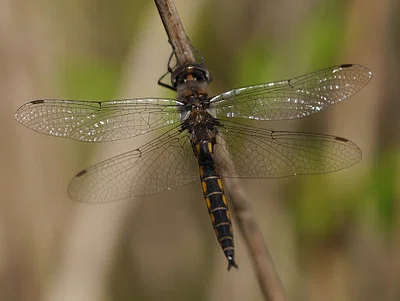 Photo of Common Baskettail (Epitheca cynosura) taken at Reids