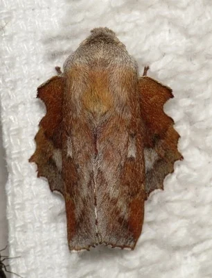 Photo of Lappet Moth (Phyllodesma americana) taken at Fishers Peak State Park