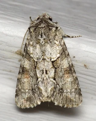 Photo of Distinct Quaker (Achatia distincta) taken at Green Township