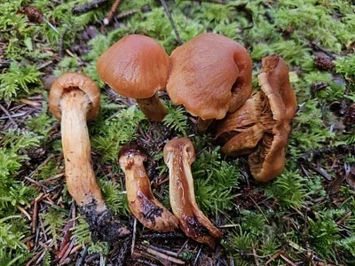 Photo of Aureonarius kroegeri taken at Karta River Wilderness