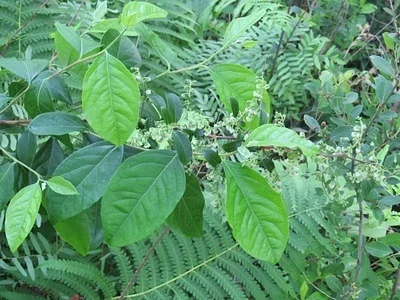Photo of Maleberry (Lyonia ligustrina) taken at Pocono Farms