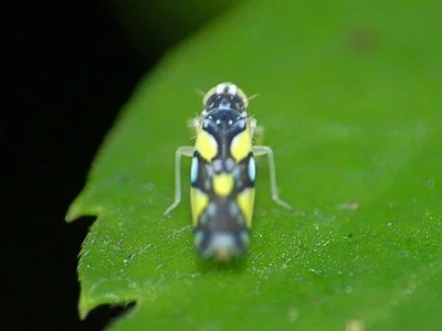 Photo of Leafhopper (Protalebrella brasiliensis) taken at Red Bug Slough Preserve