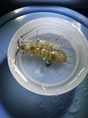 Photo of Lirceus richardsonae taken at Wesleyan Metropark