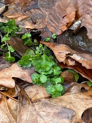 Photo of Water-Mat (Chrysosplenium americanum) taken at Brookfield Railroad State Forest