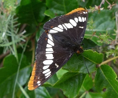 Photo of Lorquin'S Admiral (Limenitis lorquini) taken at Windsor