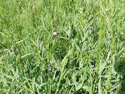 Photo of Caley Pea (Lathyrus hirsutus) taken at Kentucky Downs Race Course
