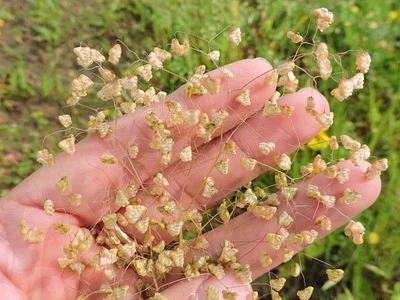 Photo of Little Quakinggrass (Briza minor) taken at Jeffersonville