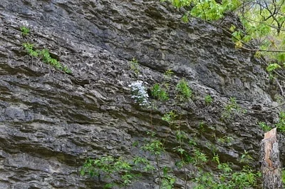 Photo of Sand Phlox (Phlox bifida) taken at Gayler