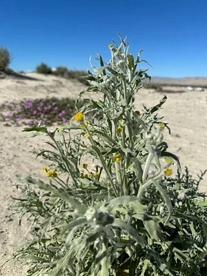 Photo of Baileya pauciradiata taken at Desert Lily Preserve Area Of Critical Environmental Concern