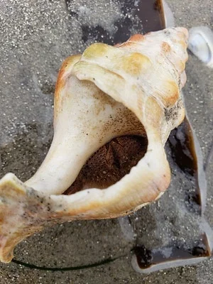 Photo of Kelletia kelletii taken at Laguna Niguel