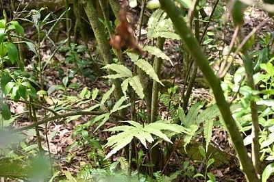 Photo of Incised Halberd Fern (Tectaria incisa) taken at Fern Forest Nature Center